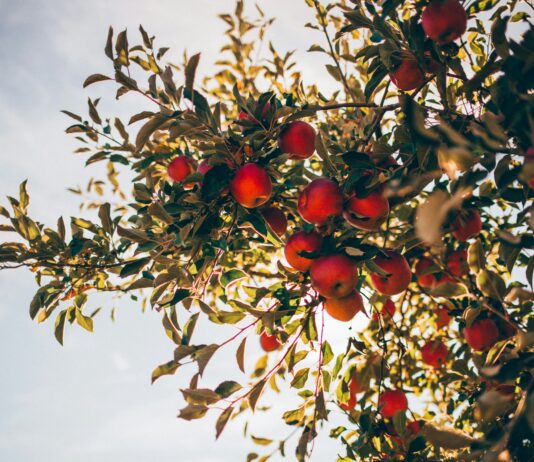“사과·배 나무 꽃 피기 전에 과수화상병 예방 약제 뿌려주세요!”