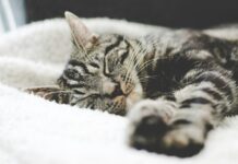 수면의 질이 건강을 좌우한다… 깊은 잠이 만드는 변화 silver tabby cat sleeping on white blanket