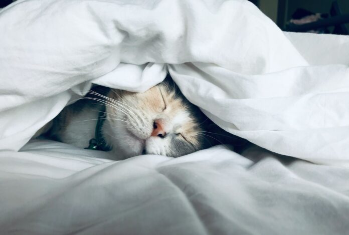 Photo by Kate Stone Matheson white cat sleeps under white comforter