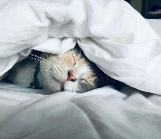 달라지는 ‘수면 습관’… 일상 속 작지만 효과적인 숙면 전략 white cat sleeps under white comforter