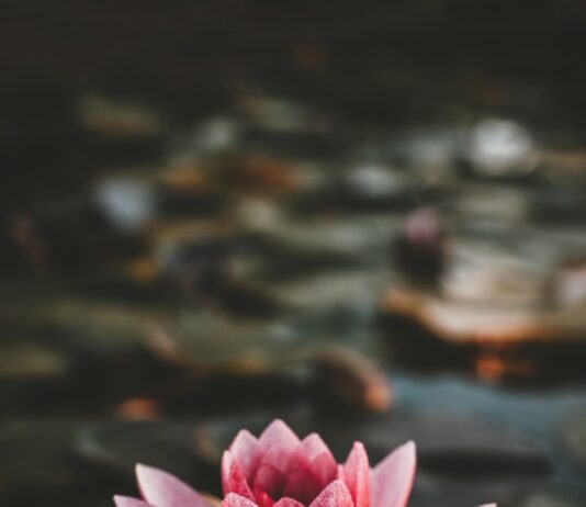 일상 속 정신건강 지키기, 쉽고 실천 가능한 최신 루틴 뜬다 pink and white lotus flower