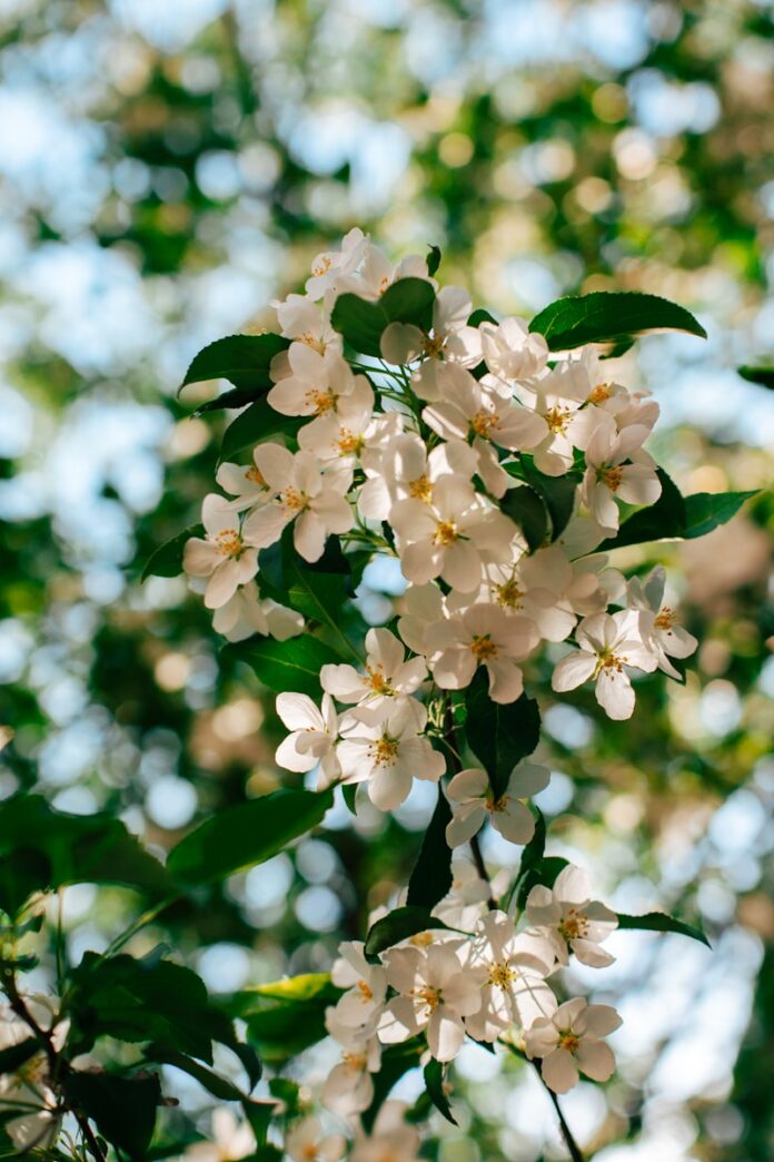 Photo by Andrey K Sunlit white apple blossoms against a blurred green background.