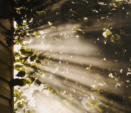 만성피로, 일상적 피로와 달라… ‘마이크로 휴식’ 등 건강한 루틴이 대안 sun rays coming through trees